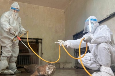 Nagpur: 3 tigers, leopard died of avian flu possibly after eating chicken, says minister