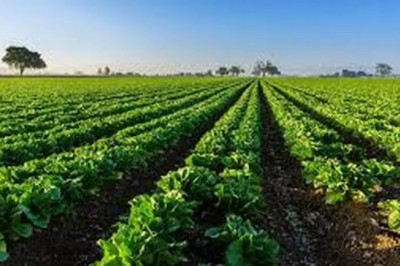 Food for thought - Will plant-based investment be a game changer?