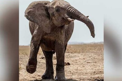 2 Trampled To Death By Elephants In Orissa: Police