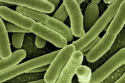 Marburg Virus: History, Causes, and Treatment Insights