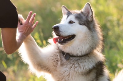 Husky Turns Hotel Porter For Chinese Homestay, Helps Earn Over 23 Lakh In Just 3 Days