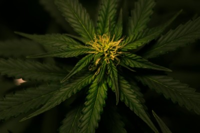 Daily Cannabis use linked to cannabinoid hyperemesis syndrome: Study